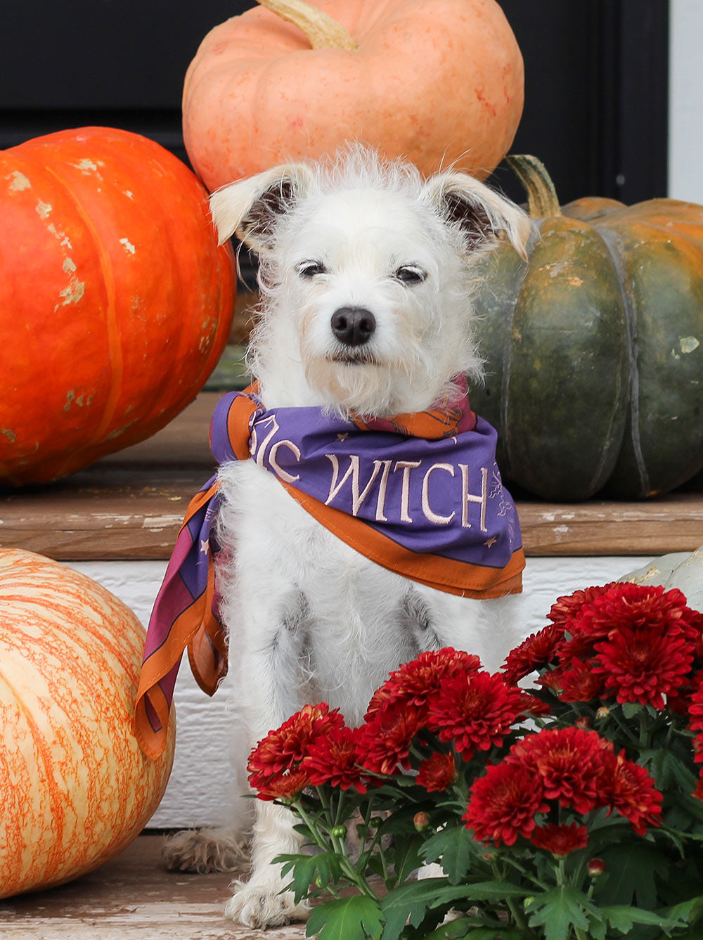 Basic Witch Bandana