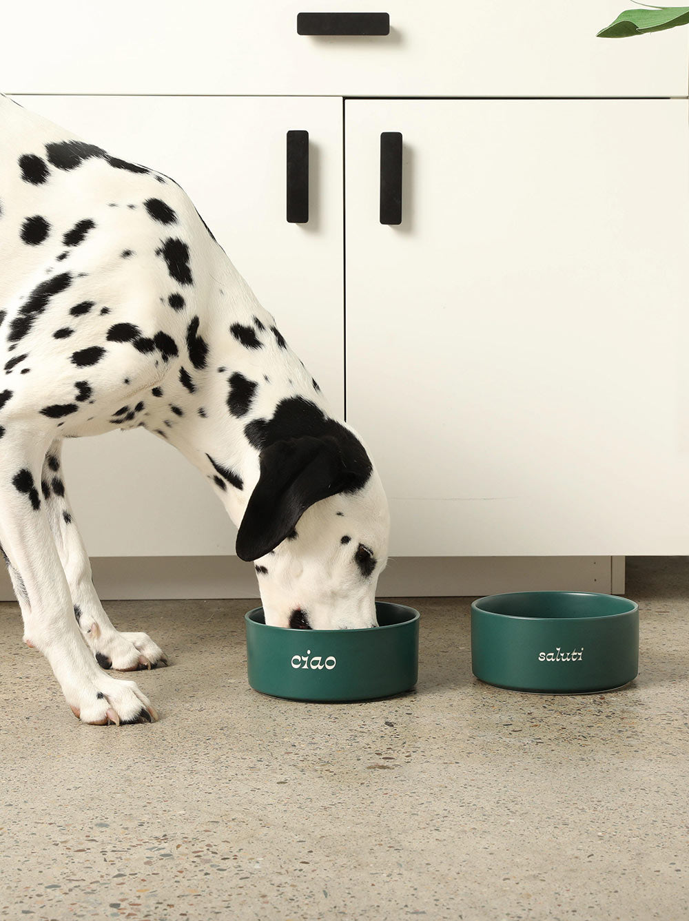 Ceramic Dog Bowl