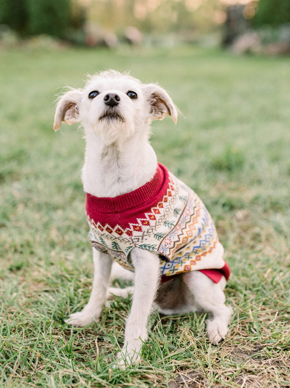 Geneva Sweater (Only Dog Sizes Left)