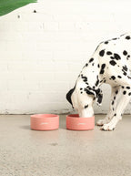 Ceramic Dog Bowl