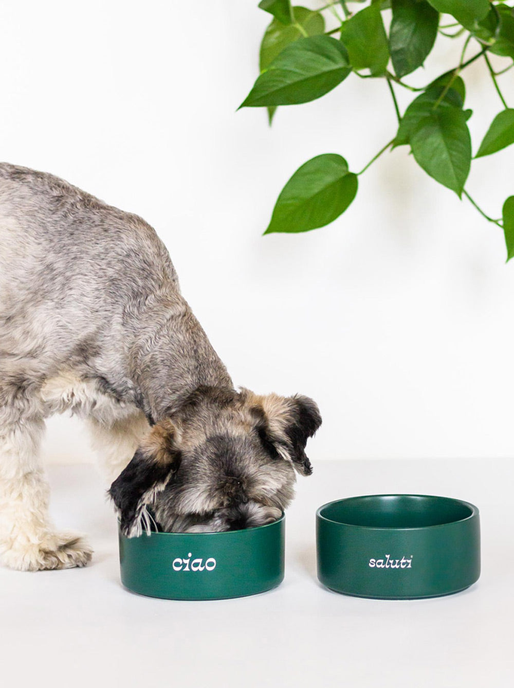 Ceramic Dog Bowl